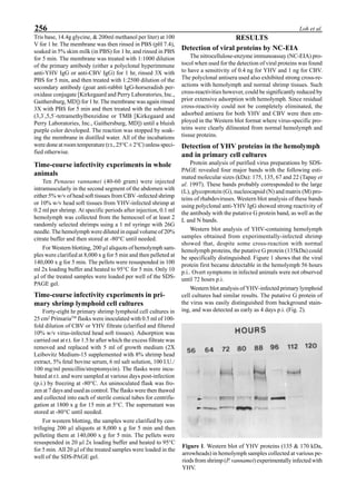 256 Loh et al.
Tris base, 14.4g glycine, & 200ml methanol per liter) at 100
V for 1 hr. The membrane was then rinsed in PBS (pH 7.4),
soaked in 5% skim milk (in PBS) for 1 hr, and rinsed in PBS
for 5 min. The membrane was treated with 1:1000 dilution
of the primary antibody (either a polyclonal hyperimmune
anti-YHV IgG or anti-CBV IgG) for 1 hr, rinsed 3X with
PBS for 5 min, and then treated with 1:2500 dilution of the
secondary antibody (goat anti-rabbit IgG-horseradish per-
oxidase conjugate [Kirkegaard and Perry Laboratories, Inc.,
Gaithersburg, MD]) for 1 hr. The membrane was again rinsed
3X with PBS for 5 min and then treated with the substrate
(3,3’
,5,5’
-tetramethylbenzidine or TMB [Kirkegaard and
Perry Laboratories, Inc., Gaithersburg, MD]) until a bluish
purple color developed. The reaction was stopped by soak-
ing the membrane in distilled water. All of the incubations
were done at room temperature (r.t., 25°C ±2°C) unless speci-
fied otherwise.
Time-course infectivity experiments in whole
animals
Ten Penaeus vannamei (40-60 gram) were injected
intramuscularly in the second segment of the abdomen with
either 5% w/v of head soft tissues from CBV -infected shrimp
or 10% w/v head soft tissues from YHV-infected shrimp at
0.2 ml per shrimp. At specific periods after injection, 0.1 ml
hemolymph was collected from the hemocoel of at least 2
randomly selected shrimps using a 1 ml syringe with 26G
needle. The hemolymph were diluted in equal volume of 20%
citrate buffer and then stored at -80°C until needed.
For Western blotting, 200 µl aliquots of hemolymph sam-
ples were clarified at 8,000 x g for 5 min and then pelleted at
140,000 x g for 5 min. The pellets were resuspended in 100
ml 2x loading buffer and heated to 95°C for 5 min. Only 10
µl of the treated samples were loaded per well of the SDS-
PAGE gel.
Time-course infectivity experiments in pri-
mary shrimp lymphoid cell cultures
Forty-eight hr primary shrimp lymphoid cell cultures in
25 cm2
PrimariaTM
flasks were inoculated with 0.5 ml of 100-
fold dilution of CBV or YHV filtrate (clarified and filtered
10% w/v virus-infected head soft tissues). Adsorption was
carried out at r.t. for 1.5 hr after which the excess filtrate was
removed and replaced with 5 ml of growth medium (2X
Leibovitz Medium-15 supplemented with 8% shrimp head
extract, 5% fetal bovine serum, 6 ml salt solution, 100 I.U./
100 mg/ml penicillin/streptomycin). The flasks were incu-
bated at r.t. and were sampled at various days post-infection
(p.i.) by freezing at -80°C. An uninoculated flask was fro-
zen at 7 days and used as control. The flasks were then thawed
and collected into each of sterile conical tubes for centrifu-
gation at 1800 x g for 15 min at 5°C. The supernatant was
stored at -80°C until needed.
For western blotting, the samples were clarified by cen-
trifuging 200 µl aliquots at 8,000 x g for 5 min and then
pelleting them at 140,000 x g for 5 min. The pellets were
resuspended in 20 µl 2x loading buffer and heated to 95°C
for 5 min. All 20 µl of the treated samples were loaded in the
well of the SDS-PAGE gel.
RESULTS
Detection of viral proteins by NC-EIA
The nitrocellulose-enzyme immunoassay (NC-EIA) pro-
tocol when used for the detection of viral proteins was found
to have a sensitivity of 0.4 ng for YHV and 1 ng for CBV.
The polyclonal antisera used also exhibited strong cross-re-
actions with hemolymph and normal shrimp tissues. Such
cross-reactivities however, could be significantly reduced by
prior extensive adsorption with hemolymph. Since residual
cross-reactivity could not be completely eliminated, the
adsorbed antisera for both YHV and CBV were then em-
ployed in the Western blot format where virus-specific pro-
teins were clearly dilineated from normal hemolymph and
tissue proteins.
Detection of YHV proteins in the hemolymph
and in primary cell cultures
Protein analysis of purified virus preparations by SDS-
PAGE revealed four major bands with the following esti-
mated molecular sizes (kDa): 175, 135, 67 and 22 (Tapay et
al. 1997). These bands probably corresponded to the large
(L), glycoprotein (G), nucleocapsid (N) and matrix (M) pro-
teins of rhabdoviruses. Western blot analysis of these bands
using polyclonal anti-YHV IgG showed strong reactivity of
the antibody with the putative G protein band, as well as the
L and N bands.
Western blot analysis of YHV-containing hemolymph
samples obtained from experimentally-infected shrimp
showed that, despite some cross-reaction with normal
hemolymph proteins, the putative G protein (135kDa) could
be specifically distinguished. Figure 1 shows that the viral
protein first became detectable in the hemolymph 56 hours
p.i.. Overt symptoms in infected animals were not observed
until 72 hours p.i.
Western blot analysis of YHV-infected primary lymphoid
cell cultures had similar results. The putative G protein of
the virus was easily distinguished from background stain-
ing, and was detected as early as 4 days p.i. (Fig. 2).
Figure 1. Western blot of YHV proteins (135 & 170 kDa,
arrowheads) in hemolymph samples collected at various pe-
riods from shrimp (P. vannamei) experimentally infected with
YHV.
 