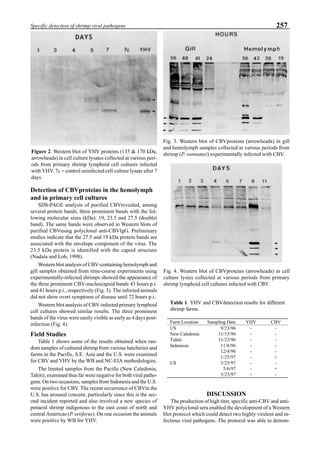 257Specific detection of shrimp viral pathogens
Detection of CBVproteins in the hemolymph
and in primary cell cultures
SDS-PAGE analysis of purified CBVrevealed, among
several protein bands, three prominent bands with the fol-
lowing molecular sizes (kDa): 19, 23.5 and 27.5 (doublet
band). The same bands were observed in Western blots of
purified CBVusing polyclonal anti-CBVIgG. Preliminary
studies indicate that the 27.5 and 19 kDa protein bands are
associated with the envelope component of the virus. The
23.5 kDa protein is identified with the capsid structure
(Nadala and Loh, 1998).
Western blot analysis of CBV-containing hemolymph and
gill samples obtained from time-course experiments using
experimentally-infected shrimps showed the appearance of
the three prominent CBV-nucleocapsid bands 43 hours p.i.
and 41 hours p.i., respectively (Fig. 3). The infected animals
did not show overt symptoms of disease until 72 hours p.i..
Western blot analysis of CBV-infected primary lymphoid
cell cultures showed similar results. The three prominent
bands of the virus were easily visible as early as 4 days post-
infection (Fig. 4).
Field Studies
Table 1 shows some of the results obtained when ran-
dom samples of cultured shrimp from various hatcheries and
farms in the Pacific, S.E. Asia and the U.S. were examined
for CBV and YHV by the WB and NC-EIA methodologies.
The limited samples from the Pacific (New Caledonia,
Tahiti), examined thus far were negative for both viral patho-
gens. On two occasions, samples from Indonesia and the U.S.
were positive for CBV. The recent occurrence of CBVin the
U.S. has aroused concern, particularly since this is the sec-
ond incident reported and also involved a new species of
penaeid shrimp indigenous to the east coast of north and
central Americas (P. setiferus). On one occasion the animals
were positive by WB for YHV.
DISCUSSION
The production of high titer, specific anti-CBV and anti-
YHV polyclonal sera enabled the development of a Western
blot protocol which could detect two highly virulent and in-
fectious viral pathogens. The protocol was able to demon-
Figure 2. Western blot of YHV proteins (135 & 170 kDa,
arrowheads) in cell culture lysates collected at various peri-
ods from primary shrimp lymphoid cell cultures infected
with YHV. 7c = control uninfected cell culture lysate after 7
days.
Table 1. YHV and CBVdetection results for different
shrimp farms.
Farm Location Sampling Date YHV CBV
US 9/23/96 - -
New Caledonia 11/15/96 - -
Tahiti 11/23/96 - -
Indonesia 11/8/96 - -
12/4/96 - -
1/25/97 - +
US 3/25/97 - -
5/6/97 - +
5/23/97 + -
Fig. 3. Western blot of CBVproteins (arrowheads) in gill
and hemolymph samples collected at various periods from
shrimp (P. vannamei) experimentally infected with CBV.
Fig. 4. Western blot of CBVproteins (arrowheads) in cell
culture lystes collected at various periods from primary
shrimp lymphoid cell cultures infected with CBV.
 