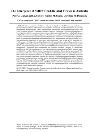 Walker PJ, Cowley JA, Spann KM, Dimmock CM (1998) The emergence of yellow head-related
viruses in Australia. In Flegel TW (ed) Advances in shrimp biotechnology. National Center for Ge-
netic Engineering and Biotechnology, Bangkok.
The Emergence of Yellow Head-Related Viruses in Australia
Peter J. Walker, Jeff A. Cowley, Kirsten M. Spann, Christine M. Dimmock
CRC for Aquaculture, CSIRO Tropical Agriculture, PMB 3, Indooroopilly 4068, Australia
ABSTRACT: Gill-associated virus (GAV) is a rod-shaped-enveloped virus which has been responsible for suc-
cessive outbreaks of disease and associated mass mortalities in juvenile P. monodon farmed along the east coast
of Queensland. Morphologically, GAV is similar to YHV from Thailand and to lymphoid organ virus (LOV)
which is common in healthy P. monodon in Australia. Natural or experimental GAV infection causes lethargy,
loss of appetite, red body colouration, erratic swimming and characteristic histopathology in the lymphoid organ
and gills. All 4 species of farmed penaeid species in Australia are susceptible to experimental GAV infection, but
P. japonicus displays an age/size-related resistance. Experimental transmission has been possible only by injec-
tion or by feeding on moribund prawns. Sequence analysis of the GAV genome has indicated that it is a (+) RNA
virus with features characteristic of arteri-, toro- and coronaviruses. These include: a 7941 nucleotide ORF
which encodes a 1b polyprotein containing characteristic polymerase, helicase and zinc finger motifs; an over-
lapping ORF which encodes an 1a-like polyprotein containing a 3C-like protease domain; a ribosomal frameshift
site and associated stem-loop pseudoknot structure in the ORF1a-1b overlap; conserved intergenic sequences;
and a putative S glycoprotein gene. In conjunction with colleagues at Mahidol University, PCR primers pre-
pared from the GAV polymerase gene were used to amplify the corresponding region of YHV. Sequence analy-
sis of the 618 bp product indicated that the viruses are closely related but distinct, sharing approximately 85%
nucleotide and 96% amino acid sequence identity. GAV and YHV are likely to be classified as the first inverte-
brate viruses in the Order Nidovirales. GAV PCR primers were also used to screen wild and farmed crustaceans
from various locations in Queensland. Although 96% of healthy P. monodon tested positive for LOV, there was
no evidence of natural infection in any other species. Sequence analysis of the PCR products from a range of
LOV and GAV isolates has indicated that LOV is a non-pathogenic variant of GAV. It is proposed that GAV
outbreaks occur as a result of simple mutation in the LOV genome which results in dramatically more aggressive
gill histopathology and subsequent gill invasion. This will have important implications for the implementation
of disease control and prevention strategies.
KEY WORDS: Penaeus monodon, Penaeus japonicus, yellow head virus, gill associated virus, lym-
phoid organ virus, Nidovirales, (+) RNA virus
 