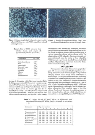 275WSSV in primary shrimp cell cultures
tion and all shrimp died within 9 days post-injection (Table
2). Metapenaeus ensis and M. brevicornis were also suscep-
tible to WSSV infection. However, some of these shrimp
still survived 10 days post-injection (Table 2). Portunus
pelagicus, Scylla serrata and Sesarma spp. were also in-
fected by WSSV. Only a few crabs (Portunus pelagicus and
Scylla serrata ) died within 7 and 9 days post-injection. The
others still survived 10 days post-injection (Table 2). Only
one mangrove crab, Sesarma spp., died during this experi-
ment. Histological examination of the moribund and surviv-
ing shrimp revealed the presence of hypertrophied nuclei in
various tissues of ectodermal and mesodermal origin. The
characteristics of CPE induced by their tissue extracts in pri-
mary shrimp cells were also similar to those induced by
WSSV extracts as previously described. Interestingly, high
numbers of hypertrophied nuclei were observed in the in-
fected tissues of surviving crabs.
DISCUSSION
Primary shrimp cell cultures obtained from lymphoid or-
gans of P. monodon were successfully developed in our labo-
ratory. These cells can be maintained up to 10 days without
changing medium. This is enough time to conduct viral ti-
tration assays. The study also demonstrated that our primary
lymphoid cells supported growth of WSSV and that CPE
induced by this virus exhibited cell rounding followed by
detachment and lysis. Similar CPE was reported by Tapay et
al. (1997) for Chinese Baculo-like virus or CBV (which pro-
duced white spot disease syndrome in China) in primary lym-
phoid cells derived from lymphoid organs of the white
shrimp, P. stylirostris. Moreover the viral titer produced in
their primary lymphoid cells was as high as that for our pri-
mary cells (i.e., giving a TCID60
titer of 108.0
TCID50
/ml).
Figure 1. Primary lymphoid cell culture showing cytopathic
effect (CPE) 5 days p.i. with WSSV extract from infected
shrimp gill tissue.
Figure 2. Primary lymphoid cell culture 5 days after
inoculation with extract from normal shrimp gill tissue.
Table 1. Titer of WSSV recovered from
selected tissues and organs of
experimentally infected P. monodon.
Tissue/Organ TCID50/ml
Cuticular epidermis
Gills
Hemolymph
Lymphoid organ
Perieopods
Eye-stalk
Muscle
Heart
Hepatopancreas
108.25
107.75
107.50
107.00
106.00
105.50
105.25
105.00
104.00
Table 2. Percent survival of seven species of crustaceans after
experimental injection with WSSV. Number of animals in each group
= 10.
Crustaceans Days post injection
1 2 3 4 5 6 7 8 9 10
Penaeus monodon
P. merguiensis
Metapenaeus ensis
M. brevicornis
Portunus pelagicus
Scylla serrata
Sesarma spp.
100 100 100 100 80 60 20 10 0 0
100 100 100 100 100 70 50 20 0 0
100 100 100 100 100 80 80 60 40 20
100 100 100 100 100 100 80 60 50 30
100 100 100 100 100 100 80 80 70 60
100 100 100 100 100 100 100 90 80 70
100 100 100 100 100 100 100 100 100 90
 