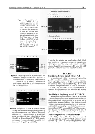 283Monitoring cultured shrimp for WSSV infection by PCR
5 min, the clear solution was transferred to a fresh 0.5 ml
tube with 300 µl 95% ethanol, mixed well and pelleted at
12000 g for 5 min. After being washed with 200 µl of 70%
ethanol, the pellet was resuspended in 200 µl dd H2
O and 2
µl of DNA solution was used for each PCR reaction.
RESULTS
Sensitivity of 2-step nested WSSV PCR
In lanes 1 through 6 (Fig.1) the number of copies of the
pms146 plasmid in each PCR reaction solution was succes-
sively reduced by a factor of 10. The results revealed that
the sensitivity of the 2-step nested PCR (Fig. 1B) was about
a thousand times greater than that of 1-step PCR alone (Fig.
1A). With 2-step nested PCR, it was possible to detect 20
copies of the target plasmid in a PCR reaction (Fig. 1B lane
5).
Sensitivity of single-step nested WSSV PCR
Although the single-step nested WSSV PCR involves a
2-step sequential reaction, its PCR products are analyzed by
electrophoresis only after completion of the second step of
amplification. As shown in Figure 2, the single-step nested
WSSV was also able to detect 20 copies of the target plas-
mid in a PCR reaction (Fig. 2 lane 4). Different concentra-
tions of plasmid DNA generated different PCR product pro-
files (Fig. 2). The PCR products produced by the pms146
plasmid at different concentrations are shown in Table 1.
Monitoring cultured shrimp for WSSV
The PCR product profiles of the 83 specimens tested
with the single-step nested WSSV PCR fell into 4 groups
(Table 2; Fig. 3 lanes 1-4) corresponding to 4 levels of in-
Figure 1. The sensitivity of 2-
step nested PCR after (A)
first amplification and (B)
second amplification. In
lanes 1 through 6 the number
of copies of pms146 plasmid
in each PCR reaction solu-
tion were successively re-
duced by a factor of 10 from
2×105
(lane1) to 2×100
(lane
6). Lane 7: tRNA (40 ng/µl);
lane 8: dd water; lane 9:
lightly infected shrimp; lane
10: blank; M: 1447 bp and
941 bp DNA markers.
Figure 2. Single-step nested PCR products (910 bp,
550 bp and 296 bp) yielded by pms146 plasmid at
concentrations of 2 x 104
(lane 1), 2 x 103
(lane 2),
2 x 102
(lane 3), 2 x 101
(lane 4), 2 x 100
(lane 5).
Lane 6: tRNA (40 ng/µl). M: DNA markers of 848
bp, 630 bp and 333 bp.
Figure 3. Four profiles of the PCR products (910 bp,
550 bp and 296 bp and their polymers) yielded by
the shrimp specimens tested with the single-step
nested WSSV PCR corresponding to WSSV infec-
tion at level 1 (lane 1), level 2 (lane 2), level 3 (lane
3) and level 4 (lane 4) and WSSV PCR negative
shrimp (lane 5). Lane 6: tRNA (40 ng/µl). M: DNA
markers of 848 bp, 630 bp and 333 bp.
 