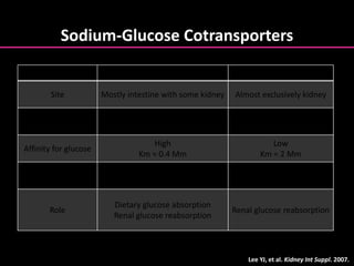 Sodium-Glucose Cotransporters
SGLT1 SGLT2
Site Mostly intestine with some kidney Almost exclusively kidney
Sugar specificity Glucose or galactose Glucose
Affinity for glucose
High
Km = 0.4 Mm
Low
Km = 2 Mm
Capacity for glucose
transport
Low High
Role
Dietary glucose absorption
Renal glucose reabsorption
Renal glucose reabsorption
Lee YJ, et al. Kidney Int Suppl. 2007.
 