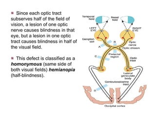 Half Vision Advance Special Senses Physiology | PDF