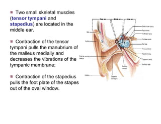 Stapedius In Ear Advance Special Senses Physiology | PDF
