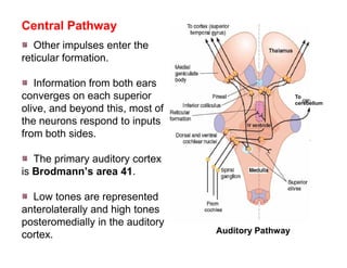 Advance Special Senses Physiology | PDF