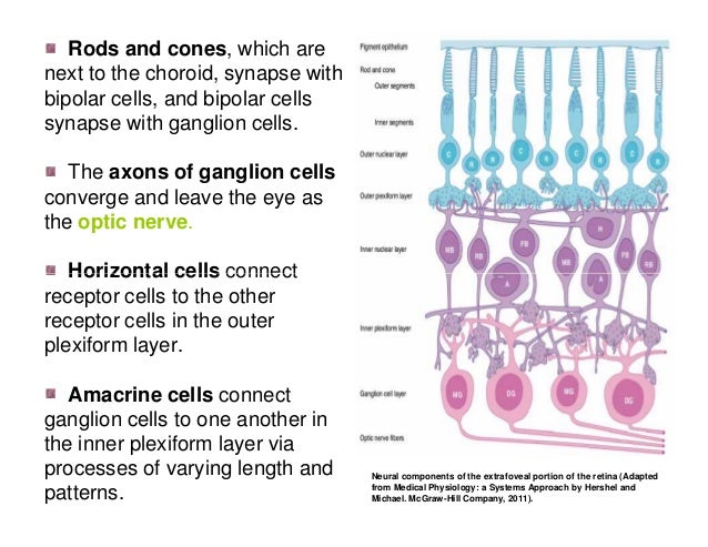 The Axons Of Ganglion Cells Converge To Form Advance Special Senses Physiology