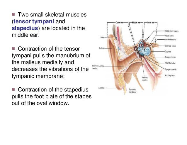 Advance Special Senses Physiology