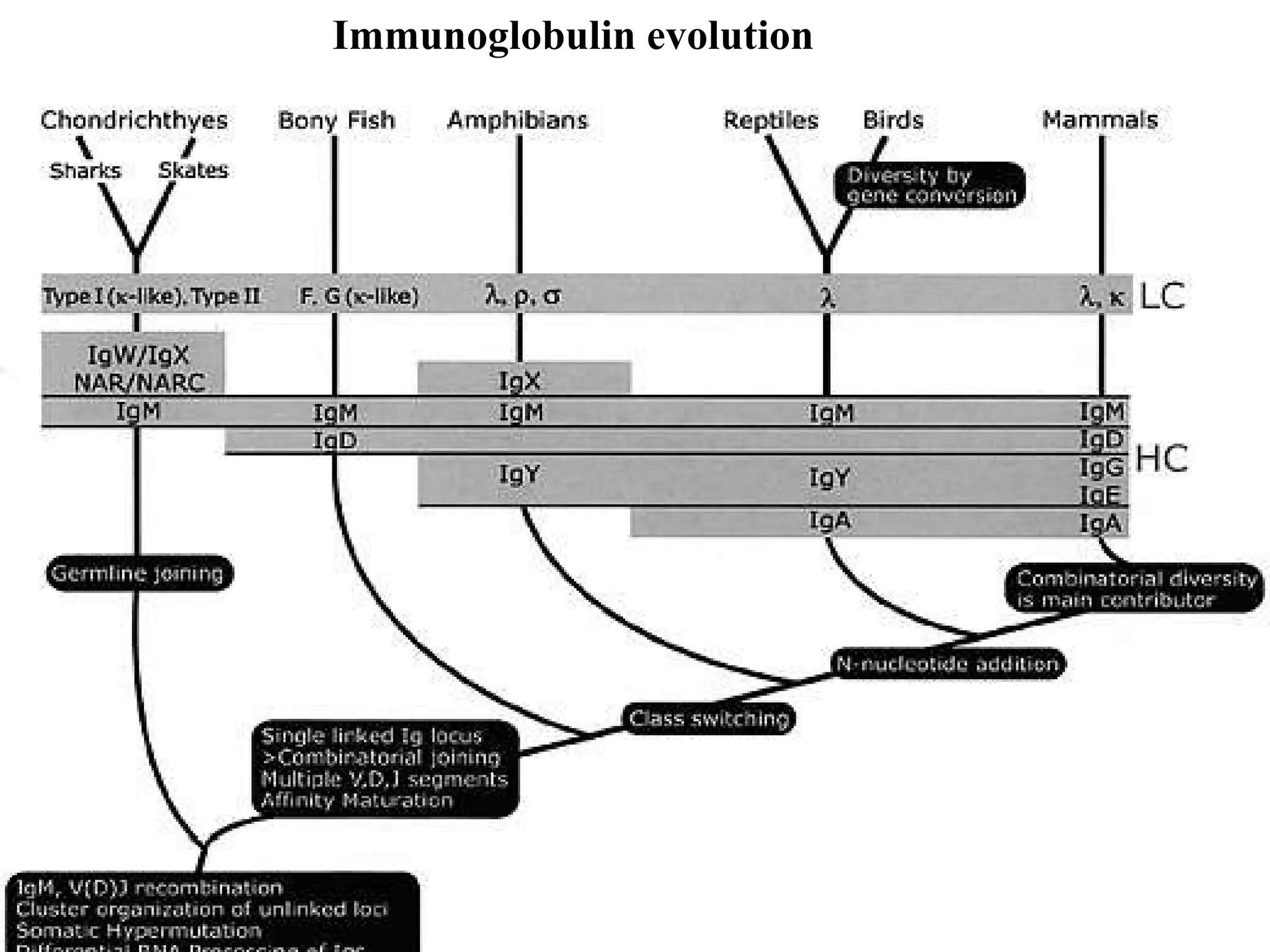 Immunoglobulin evolution 