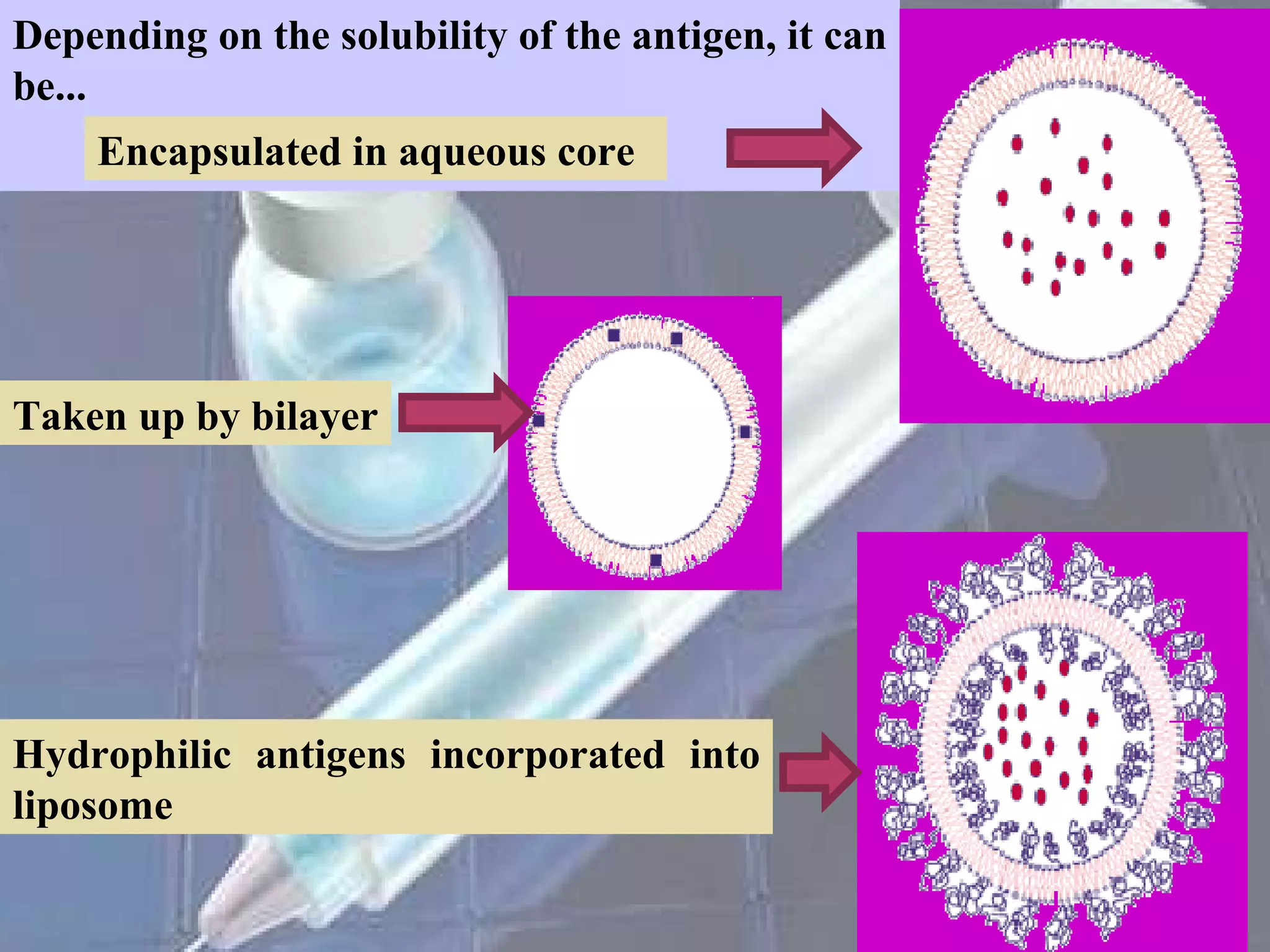 Depending on the solubility of the antigen, it can be... Encapsulated in aqueous core Hydrophilic antigens incorporated into liposome  Taken up by bilayer 