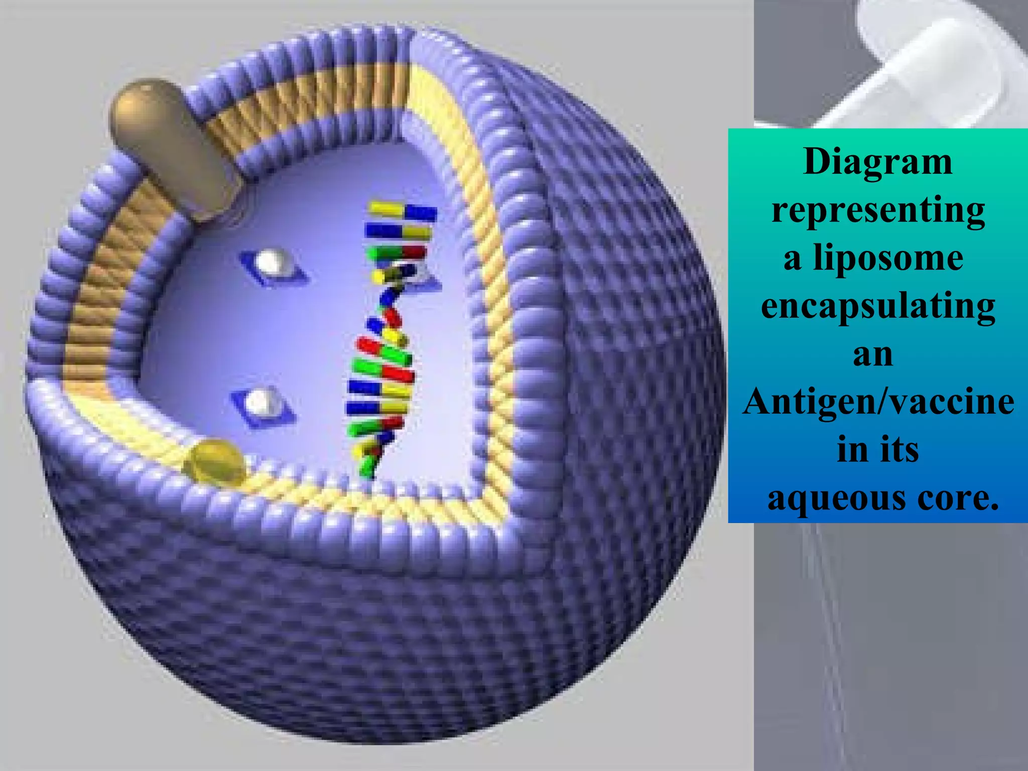 Diagram representing a liposome  encapsulating an  Antigen/vaccine in its aqueous core. 