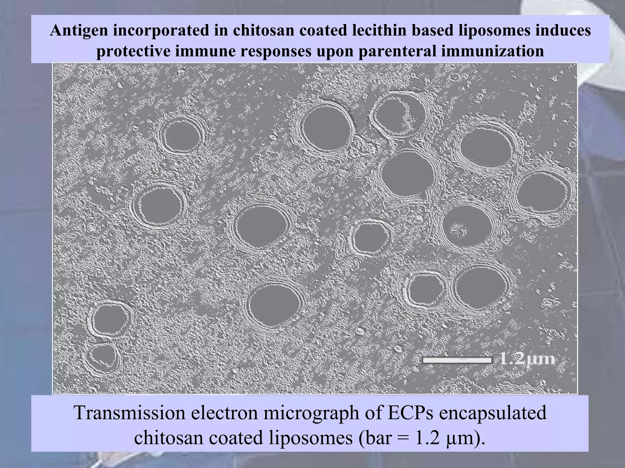 Transmission electron micrograph of ECPs encapsulated chitosan coated liposomes (bar = 1.2 µm). Antigen incorporated in chitosan coated lecithin based liposomes induces protective immune responses upon parenteral immunization 