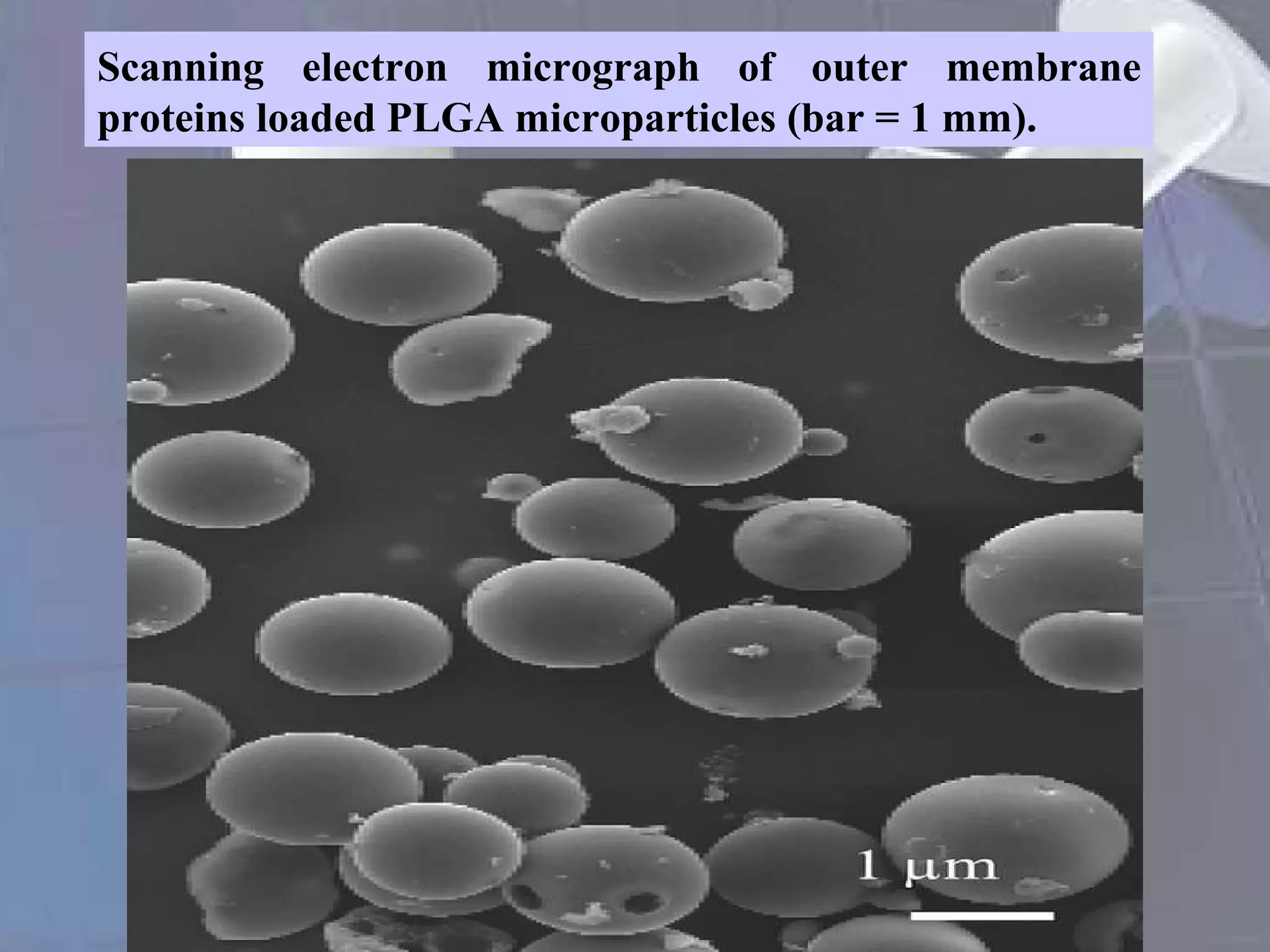 Scanning electron micrograph of outer membrane proteins loaded PLGA microparticles (bar = 1 mm). 