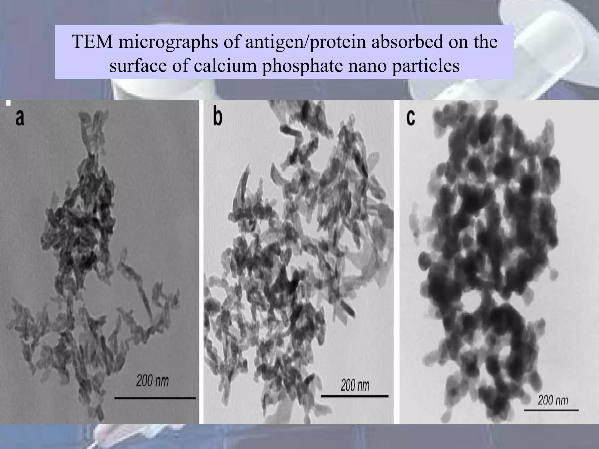 TEM micrographs of antigen/protein absorbed on the surface of calcium phosphate nano particles 