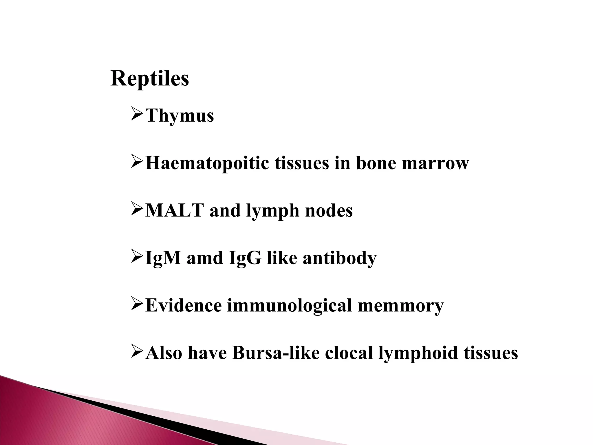 Reptiles Thymus Haematopoitic tissues in bone marrow MALT and lymph nodes IgM amd IgG like antibody Evidence immunological memmory Also have Bursa-like clocal lymphoid tissues 