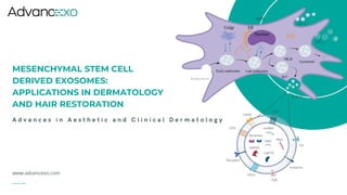 Mesenchymal Stem Cell Derived Exosomes: Applications in Dermatology and ...