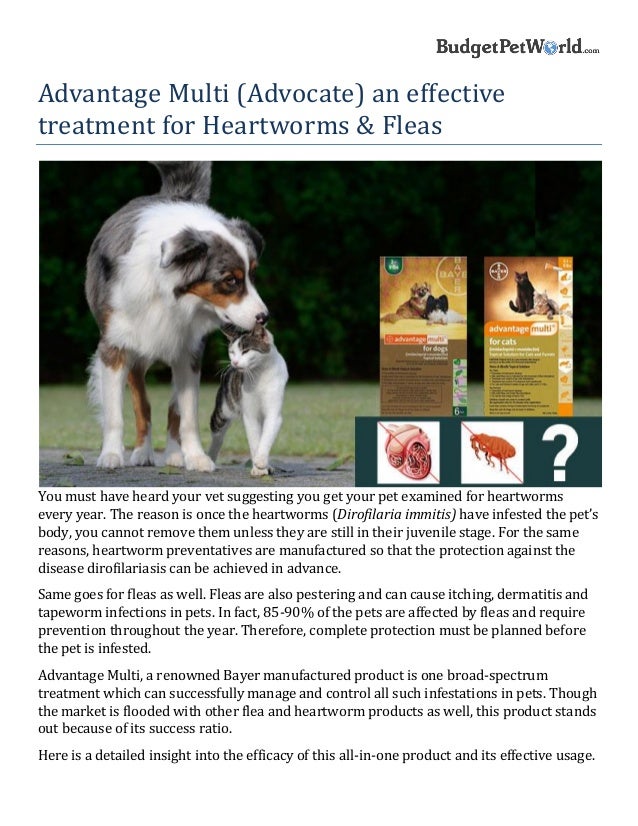 Advantage Multi Advocate An Effective Treatment For Heartworms Amp