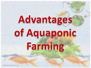 Aquaponic.aquedhia.com
 