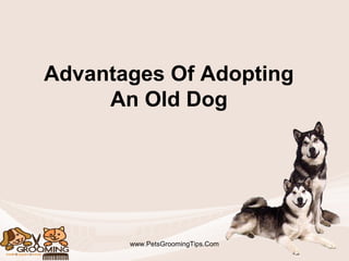 Advantages Of Adopting
An Old Dog
www.PetsGroomingTips.Com
 