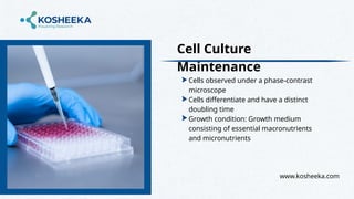 Advantages and Applications of Animal Cell Culture in Biomedical ...