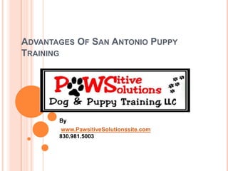 Advantages Of San Antonio Puppy Training By www.PawsitiveSolutionssite.com830.981.5003 