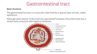 Gastrointestinal tract
Basic structure
The gastrointestinal tract is a muscular tube lined by a special layer of cells, called
epithelium.
Although each section of the tract has specialized functions, the entire tract has a
similar basic structure with regional variations.
 