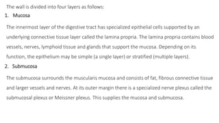 The wall is divided into four layers as follows:
1. Mucosa
The innermost layer of the digestive tract has specialized epithelial cells supported by an
underlying connective tissue layer called the lamina propria. The lamina propria contains blood
vessels, nerves, lymphoid tissue and glands that support the mucosa. Depending on its
function, the epithelium may be simple (a single layer) or stratified (multiple layers).
2. Submucosa
The submucosa surrounds the muscularis mucosa and consists of fat, fibrous connective tissue
and larger vessels and nerves. At its outer margin there is a specialized nerve plexus called the
submucosal plexus or Meissner plexus. This supplies the mucosa and submucosa.
 