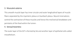 3. Muscularis externa
This smooth muscle layer has inner circular and outer longitudinal layers of muscle
fibers separated by the myenteric plexus or Auerbach plexus. Neural innervations
control the contraction of these muscles and hence the mechanical breakdown and
peristalsis of the food within the lumen.
4. Serosa/mesentery
The outer layer of the GIT is formed by fat and another layer of epithelial cells called
mesothelium.
 
