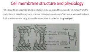 Cell membrane structure and physiology
For a drug to be absorbed and distributed into organs and tissues and eliminated from the
body, it must pass through one or more biological membranes/barriers at various locations.
Such a movement of drug across the membrane is called as drug transport.
 