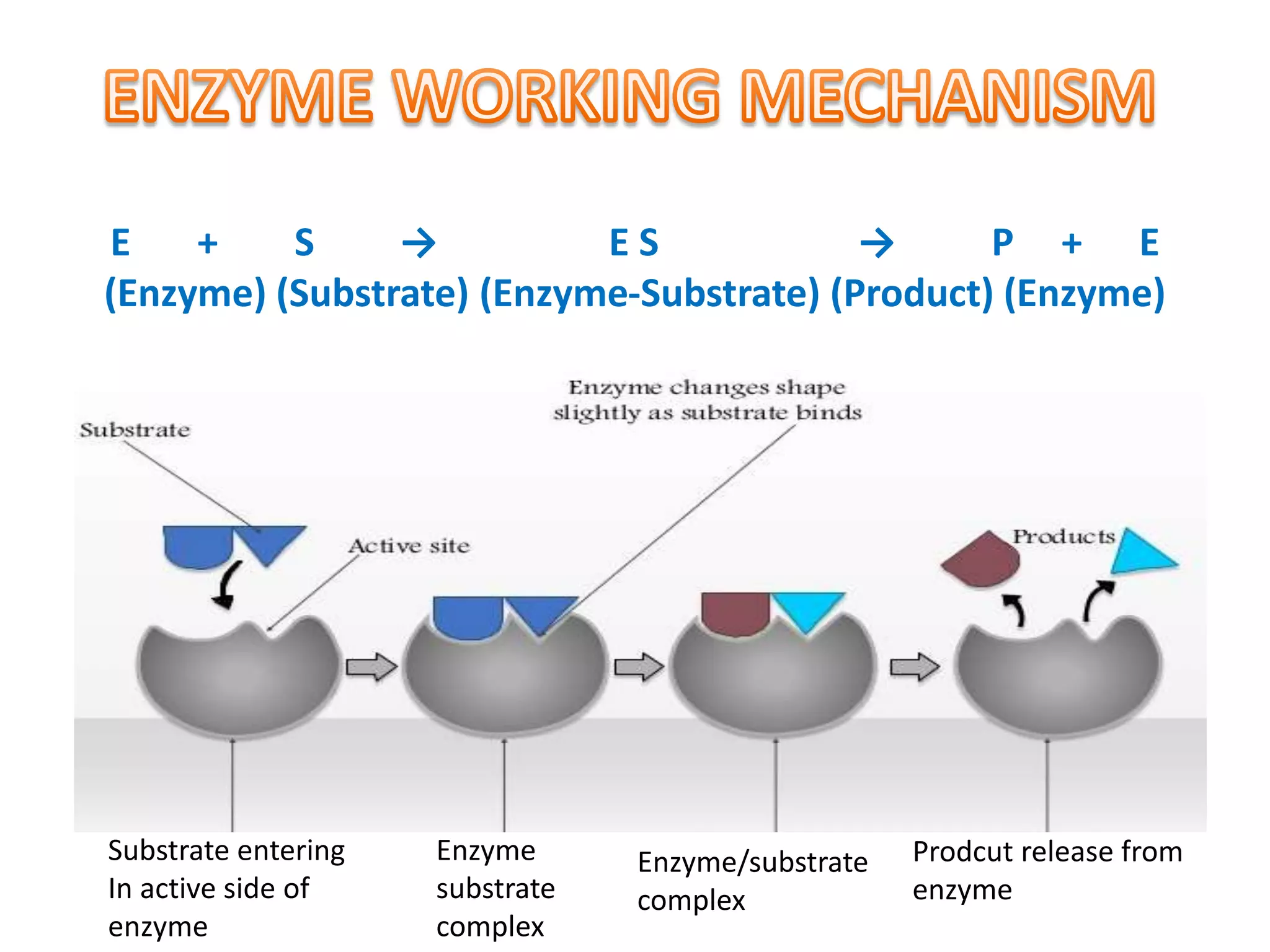 E + S → E S → P + E
(Enzyme) (Substrate) (Enzyme-Substrate) (Product) (Enzyme)
Substrate entering
In active side of
enzyme
Enzyme
substrate
complex
Enzyme/substrate
complex
Prodcut release from
enzyme
 