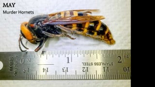 MAY
Murder Hornets
 