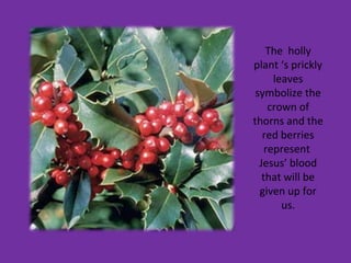 The holly
plant ‘s prickly
leaves
symbolize the
crown of
thorns and the
red berries
represent
Jesus’ blood
that will be
given up for
us.