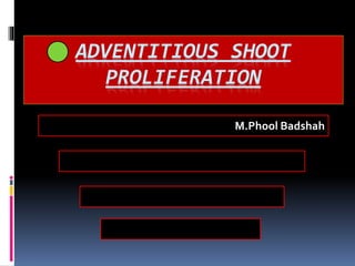 ADVENTITIOUS SHOOT
PROLIFERATION
z
M.Phool Badshah
 