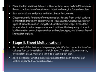 aaa
 Place the leaf sections, labeled with or without vein, on MS-AV medium.
Record the location of cut sides vs. intact leaf margins for each explant.
 Seal each culture and place in the incubator for 4 weeks.
 Observe weekly for signs of contamination. Record from which surface
sterilization treatment contaminated leaves came. Observe weekly for
signs of shoot formation using the dissection microscope. Record the
time of shoot bud emergence for each cultivar, the frequency of shoot
bud formation according to cultivar and explant type, and the number of
shoots per explant.
 Stage II. Shoot Multiplication :
 At the end of the first monthly passage, identify the contamination-free
cultures for continued shoot multiplication.Transfer culture material,
one explant tissue mass at a time, to a sterile petri dish.
 Keep a record of which plantlets originated from each original leaf
section explanted from each cultivar.
 