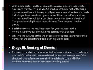 aaa
 With sterile scalpel and forceps, cut the mass of plantlets into smaller
pieces and transfer to fresh MS-AV media as follows: half of the tissue
masses should be cut into very small pieces of material for transfer, each
including at least one shoot tip or rosette.The other half of the tissue
masses should be cut into larger pieces containing several shoot buds.
Compare the multiplication rates obtained from larger vs. smaller
pieces.
 Seal the cultures and incubate them for 4 weeks. Repeat the
multiplication cycle as often as time permits or as planned.
 Observe the cultures at the end of each culture passage and record the
number of shoots obtained from each explanted piece.
 Stage III. Rooting of Shoots :
 Excise and transfer ten or more individual shoots, at least 1 cm in length,
to 11 2-MS medium for continued development and elongation of the
shoot.Also transfer ten or more individual shoots to 1I2-MS-IAA
medium for comparison of root induction frequencies.
 