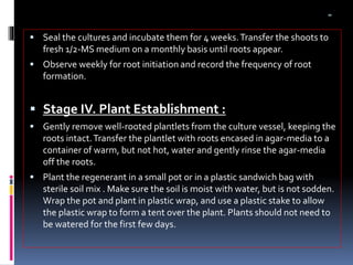 aa
 Seal the cultures and incubate them for 4 weeks.Transfer the shoots to
fresh 1/2-MS medium on a monthly basis until roots appear.
 Observe weekly for root initiation and record the frequency of root
formation.
 Stage IV. Plant Establishment :
 Gently remove well-rooted plantlets from the culture vessel, keeping the
roots intact.Transfer the plantlet with roots encased in agar-media to a
container of warm, but not hot, water and gently rinse the agar-media
off the roots.
 Plant the regenerant in a small pot or in a plastic sandwich bag with
sterile soil mix . Make sure the soil is moist with water, but is not sodden.
Wrap the pot and plant in plastic wrap, and use a plastic stake to allow
the plastic wrap to form a tent over the plant. Plants should not need to
be watered for the first few days.
 