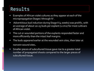 Results
 Examples of African violet cultures as they appear at each of the
micropropagation Stages I through IV .
 Adventitious bud induction during Stage II (4 weeks) was prolific, with
an average of about 20-25 buds per explant (1 cm2) for most cultivars
of African violet.
 The cut or wounded portions of the explants responded faster and
more efficiently than the intact leaf margins.
 The buds appeared earlier at the wounded vein sites, then later at
nonvein wound sites.
 Smaller pieces of subcultured tissue gave rise to a greater total
number of propagated shoots compared to the larger pieces of
subcultured tissue.
 