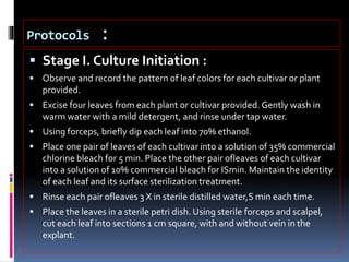 Protocols :
 Stage I. Culture Initiation :
 Observe and record the pattern of leaf colors for each cultivar or plant
provided.
 Excise four leaves from each plant or cultivar provided. Gently wash in
warm water with a mild detergent, and rinse under tap water.
 Using forceps, briefly dip each leaf into 70% ethanol.
 Place one pair of leaves of each cultivar into a solution of 35% commercial
chlorine bleach for 5 min. Place the other pair ofleaves of each cultivar
into a solution of 10% commercial bleach for ISmin. Maintain the identity
of each leaf and its surface sterilization treatment.
 Rinse each pair ofleaves 3 X in sterile distilled water,S min each time.
 Place the leaves in a sterile petri dish. Using sterile forceps and scalpel,
cut each leaf into sections 1 cm square, with and without vein in the
explant.
 