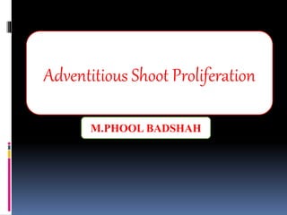 z
Adventitious Shoot Proliferation
M.PHOOL BADSHAH
 