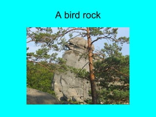 A bird rock
 