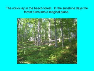 The rocks lay in the beech forest. In the sunshine days the
forest turns into a magical place.
 
