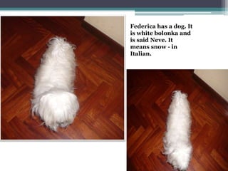 Federica has a dog. It
is white bolonka and
is said Neve. It
means snow - in
Italian.
 
