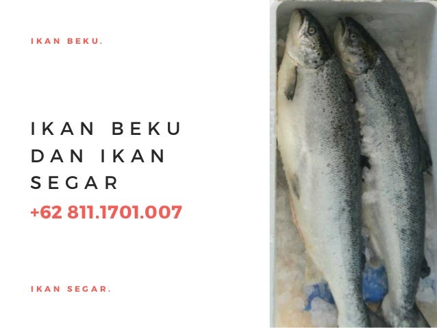 Ready 62 811 1701 007 Jual Beli Ikan Salmon Enak Dimakan Mentah Beku