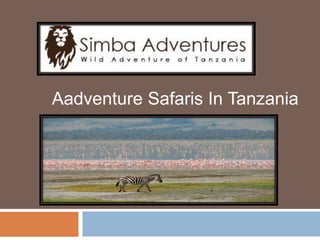 Aadventure Safaris In Tanzania
 