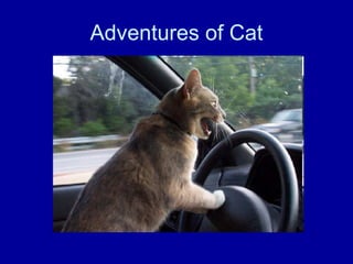 Adventures of Cat 