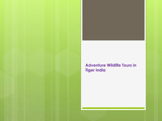 Adventure Wildlife Tours in 
Tiger India 
 