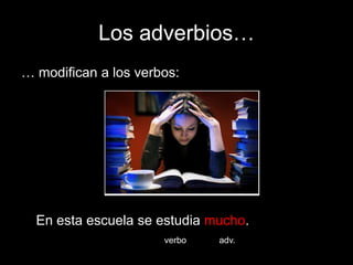 Los adverbios…
… modifican a los verbos:

En esta escuela se estudia mucho.
verbo

adv.

 