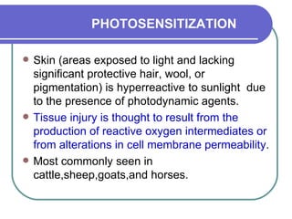 PHOTOSENSITIZATION Skin (areas exposed to light and lacking significant protective hair, wool, or pigmentation) is hyperreactive to sunlight  due to the presence of photodynamic agents.  Tissue injury is thought to result from the production of reactive oxygen intermediates or from alterations in cell membrane permeability .  Most commonly seen in cattle,sheep,goats,and horses.  