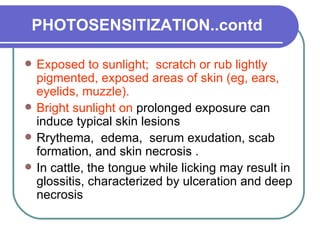 PHOTOSENSITIZATION..contd Exposed to sunlight;  scratch or rub lightly pigmented, exposed areas of skin (eg, ears, eyelids, muzzle).  Bright sunlight on  prolonged exposure can induce typical skin lesions  Rrythema,  edema,  serum exudation, scab formation, and skin necrosis .  In cattle, the tongue while licking may result in glossitis, characterized by ulceration and deep necrosis 