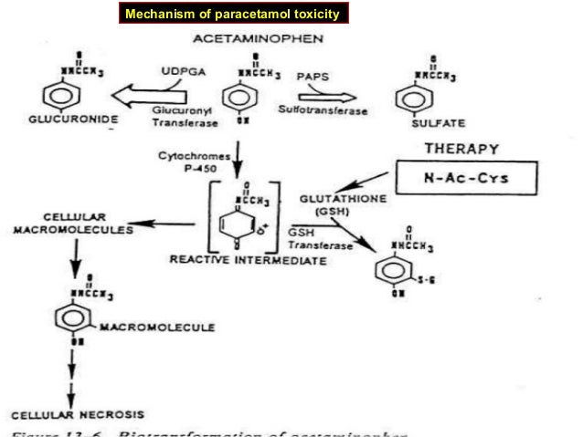 hours paracetamol 6 4 in reaction Adverse drug drugs