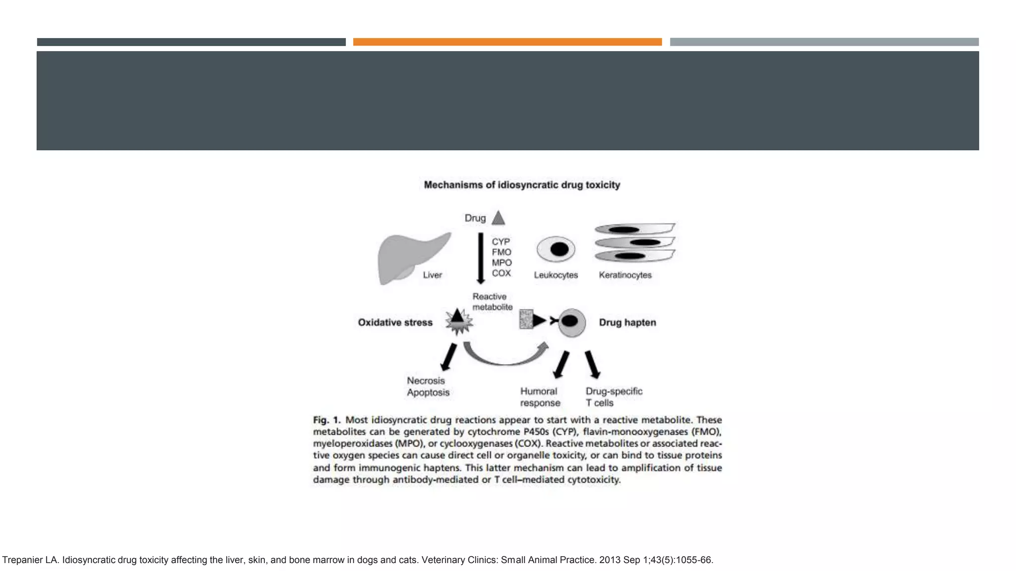 Adverse Effects of Antiepileptic Drugs | PPTX